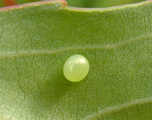 Egg of Laothoe populi populi, Oxfordshire, England. Photo: © Tony Pittaway.