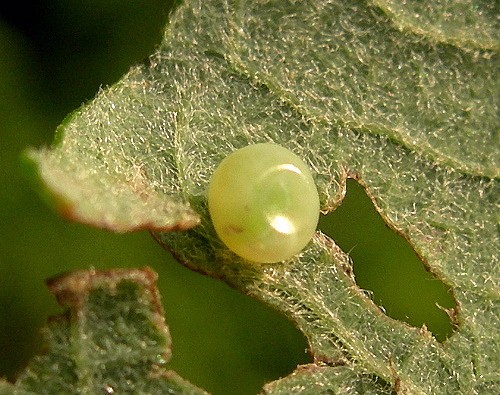 Egg of Laothoe populi populi, Delemont, Switzrland. Photo: © Tony Pittaway.