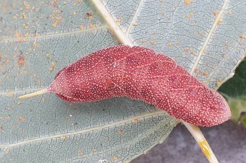 Full-grown red form larva of Laothoe populi populi, Sartene, Southern Corsica, 2018. Photo: © Xavier Vitureau.