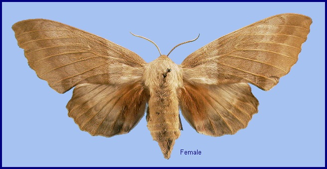 Female Laothoe populi populetorum, Fergana Valley, Uzbekistan. Photo: © NHMUK