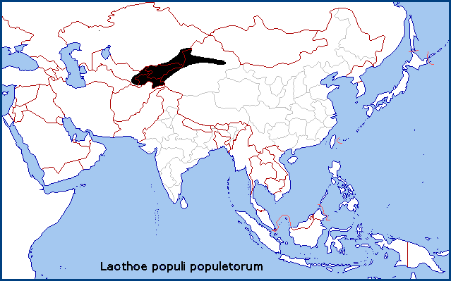 Global distribution of Laothoe populi populetorum. Map: © Tony Pittaway.