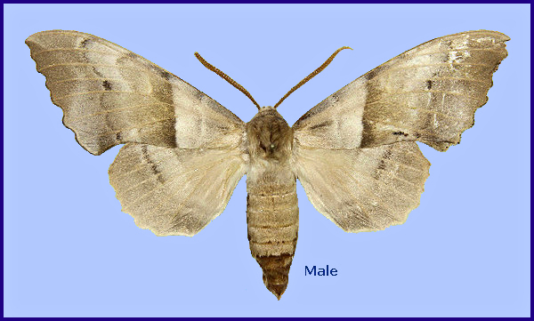 Male Laothoe witti, Paghman, 30km NW Kabul, Afghanistan, 2100m. Photo: © Sphingidae Museum, Pribram.