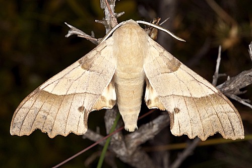 Male Marumba quercus, Carcassonne, southern France. Photo: © Frank Deschandol.