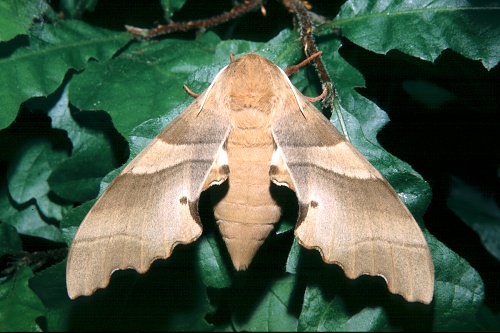 Female Marumba quercus, southern France. Photo: © Tony Pittaway.