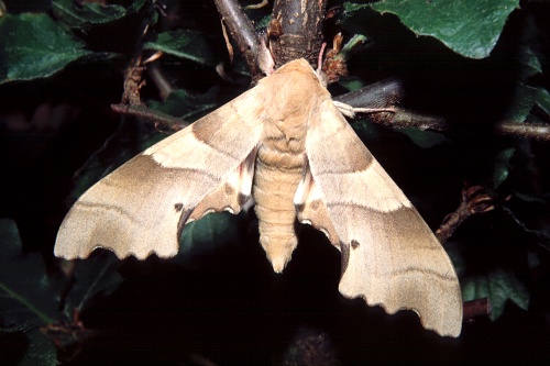 Male Marumba quercus, southern France. Photo: © Tony Pittaway.