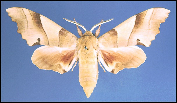 Male Marumba quercus, Greece.