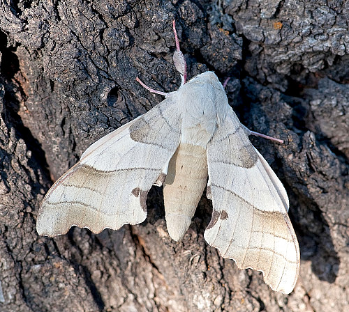 Male Marumba quercus, Karadut, Nemrut Dagi, Turkey. Photo: © Cor Zonneveld.