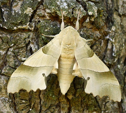 Male Marumba quercus, Bauduen, Var, France. Photo: © Jean Haxaire.