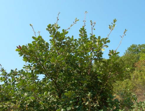 Typical feeding damage of Marumba quercus, Madzharovo, southern Bulgaria. Photo: © Tony Pittaway