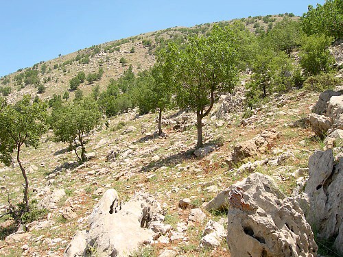 Typical habitat of Marumba quercus, Mount Hermon, Israel/Syria. Photo: © Tony Pittaway.