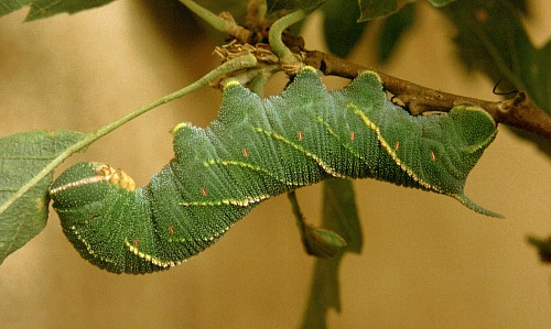 Full-grown final instar larva of Marumba quercus, Spain. Photo: © Tony Pittaway