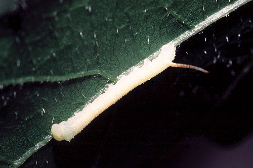 First instar larva of Marumba quercus, Provence, France. Photo: © Tony Pittaway