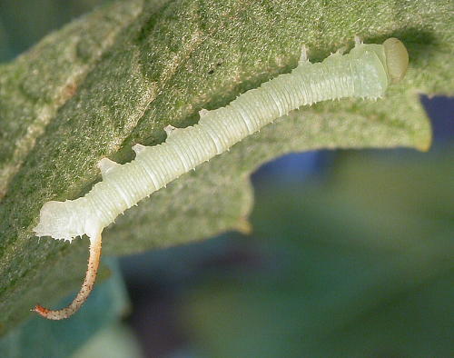 First instar larva of Marumba quercus. Photo: Mark Boddington