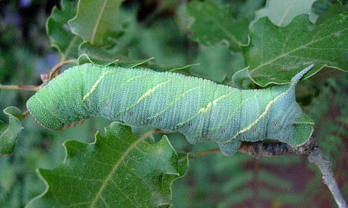 Full-grown final instar larva of Marumba quercus, Catalonia, Spain. Photo: © Ben Trott.