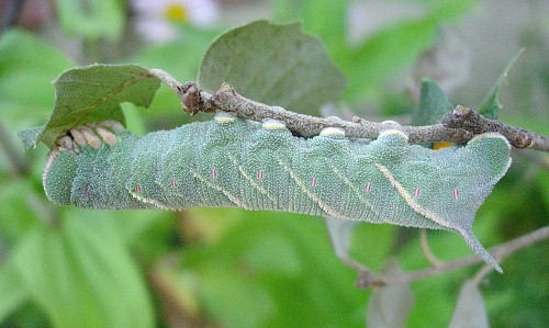 Part-grown final instar larva of Marumba quercus, Catalonia, Spain. Photo: © Ben Trott.