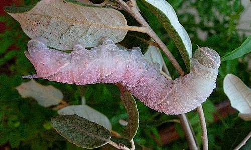 Pre-pupation larva of Marumba quercus, Catalonia, Spain. Photo: © Ben Trott.