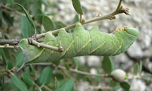 Full-grown final instar larva of Marumba quercus, Catalonia, Spain. Photo: © Ben Trott.