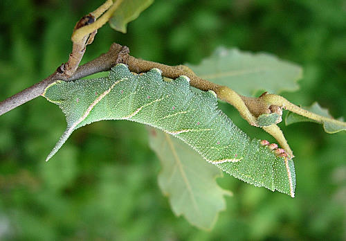 Fifth (penultimate) instar larva of Marumba quercus, Catalonia, Spain. Photo: © Ben Trott.
