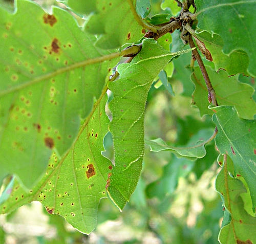 Fifth (penultimate) instar larva of Marumba quercus hiding in a leaf cluster, Catalonia, Spain. Photo: © Ben Trott.