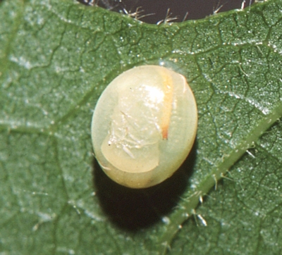 Ovum of Marumba quercus, Provence, France. Photo: © Tony Pittaway