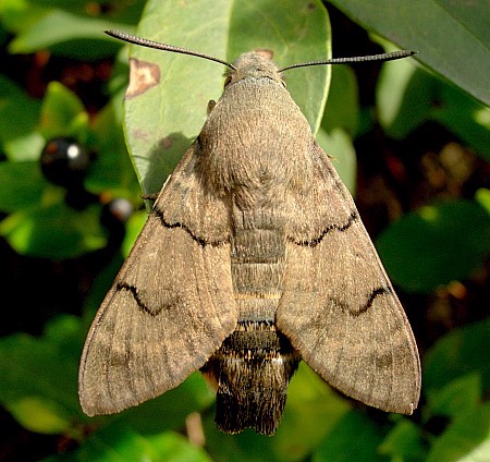 Adult Macroglossum stellatarum at rest, England, UK. Photo: © Tony Pittaway.