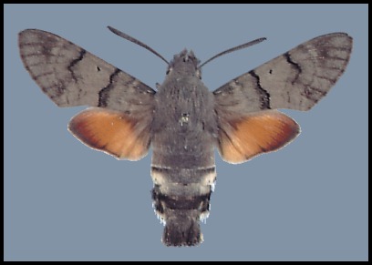 Male Macroglossum stellatarum, Austria