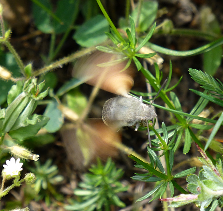 Female Macroglossum stellatarum ovipositing, Mount Chelmos area, Peloponnese, Greece, 22.vi.2014. Photo: © Tony Pittaway.