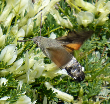 Female Macroglossum stellatarum nectaring, Mount Chelmos area, Peloponnese, Greece, 26.vi.2014. Photo: © Tony Pittaway.