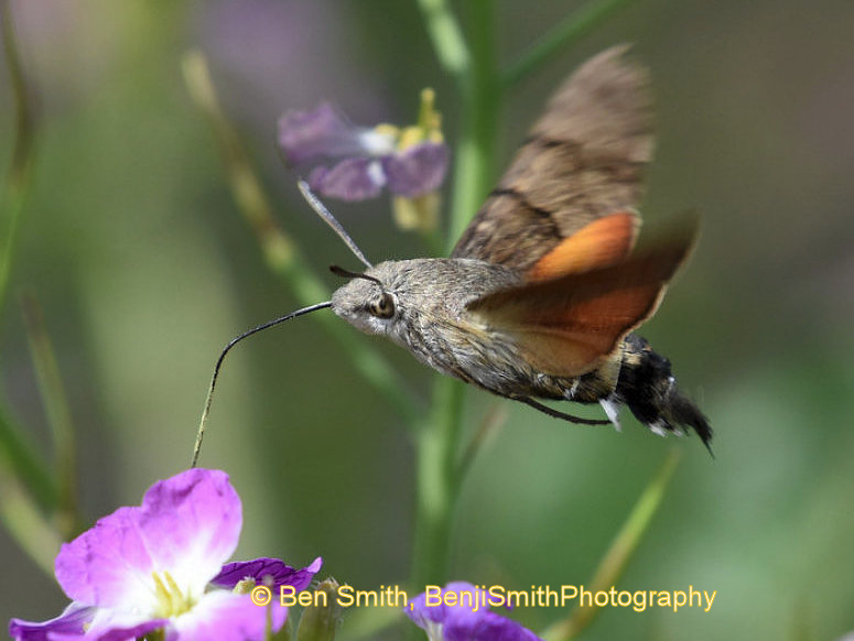 Macroglossum stellatarum nectaring, Puente Hills (Whittier or Haceinda Heights), Los Angeles County, California, USA, 17.iv.2017. Photo: © Ben Smith, BenjiSmithPhotography.