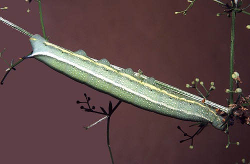 Normal larval form of Macroglossum stellatarum, England. Photo: © Tony Pittaway.