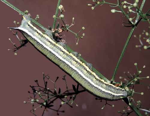 Grey larval form of Macroglossum stellatarum, England. Photo: © Tony Pittaway.