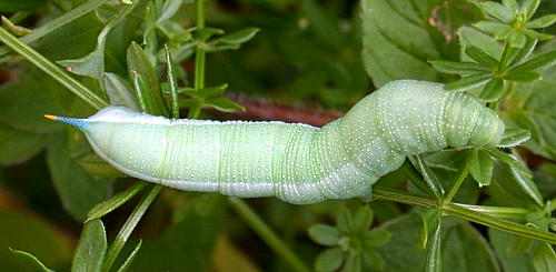 Poorly marked larval form of Macroglossum stellatarum, Cornwall, England. Photo: © Leon Truscott.