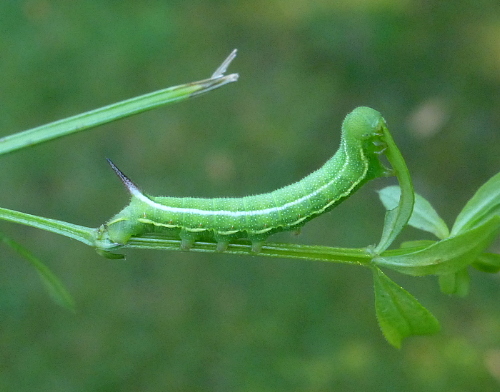 Early fourth instar larva of Macroglossum stellatarum, Cholsey Oxfordshire, England, vii.2019. Photo: © Tony Pittaway.