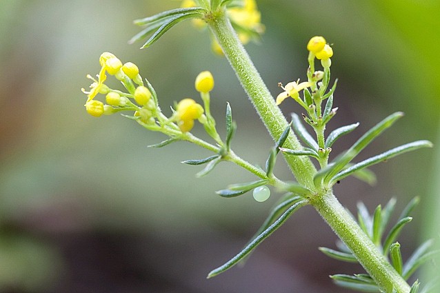 Egg of Macroglossum stellatarum, Anso Valley, Pyrenees, Spain. Photo: © Frank Deschandol.