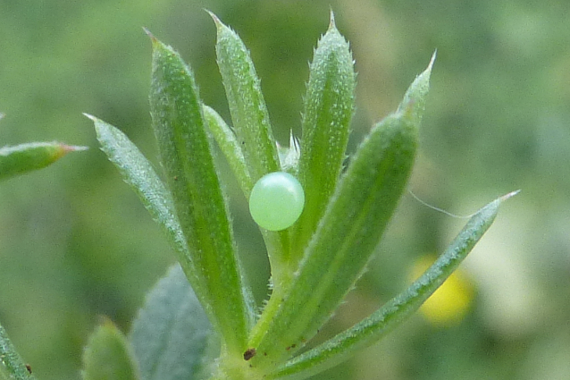 Egg of Macroglossum stellatarum, Mount Chelmos area, Peloponnese, Greece, 22.vi.2014. Photo: © Tony Pittaway.