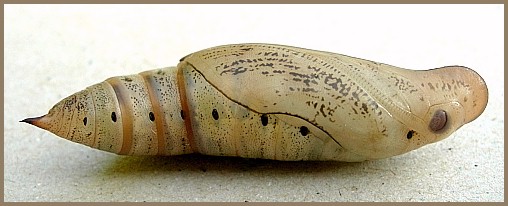 Pupa of Macroglossum stellatarum (lateral view), England. Photo: © Tony Pittaway.