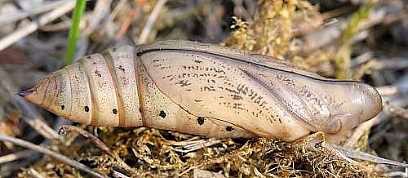 Pupa of Macroglossum stellatarum, France. Photo: © Jean Haxaire.