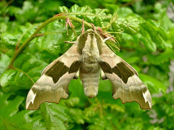 Mimas tiliae tiliae