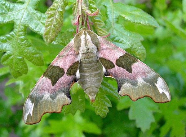 Female Mimas tiliae tiliae, Oxfordshire, England. Photo: © Tony Pittaway.