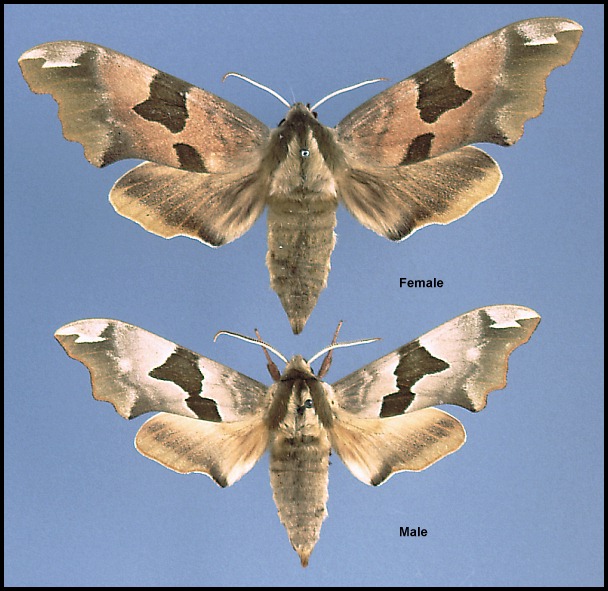 Female (top) and male (bottom) Mimas tiliae tiliae, Germany.