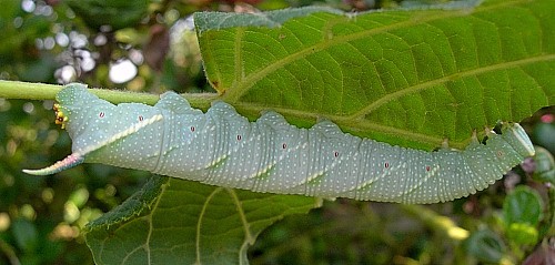 Full grown final instar larva of Mimas tiliae tiliae, England. Photo: © Tony Pittaway.