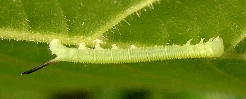 First instar larva of Mimas tiliae tiliae, England. Photo: © Tony Pittaway.