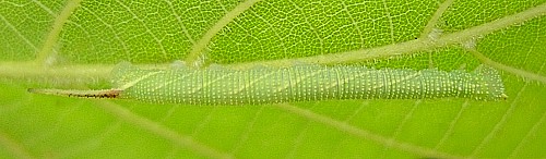 Second instar larva of Mimas tiliae tiliae, England. Photo: © Tony Pittaway.