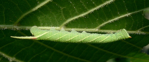 Third instar larva of Mimas tiliae tiliae, England. Photo: © Tony Pittaway.