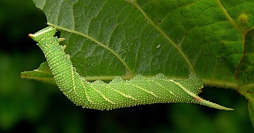 Fourth instar larva of Mimas tiliae tiliae, England. Photo: © Tony Pittaway.