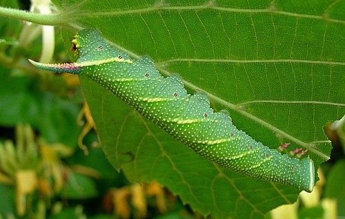 Part grown final instar larva of Mimas tiliae tiliae, England. Photo: © Tony Pittaway.