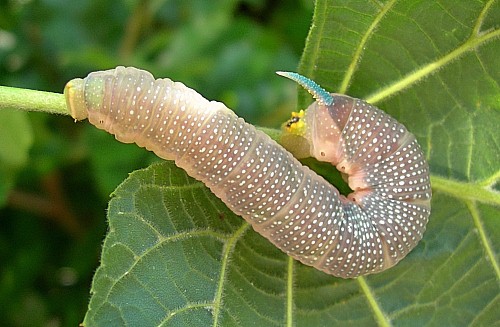 Pre-pupation final instar larva of Mimas tiliae tiliae, England. Photo: © Tony Pittaway.