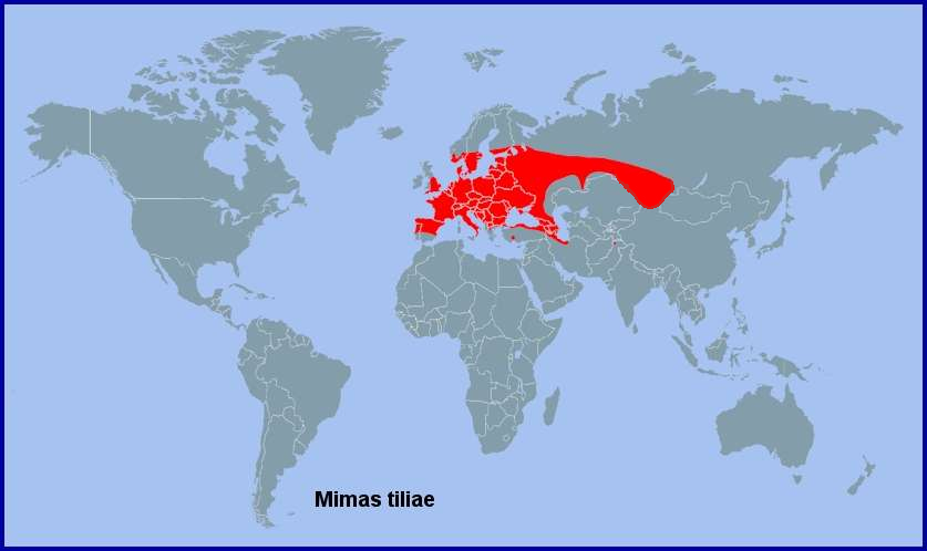 Global distribution of Mimas tiliae. Map: © Tony Pittaway.