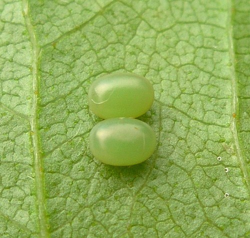 Eggs of Mimas tiliae tiliae, Oxfordshire, England. Photo: © Tony Pittaway.