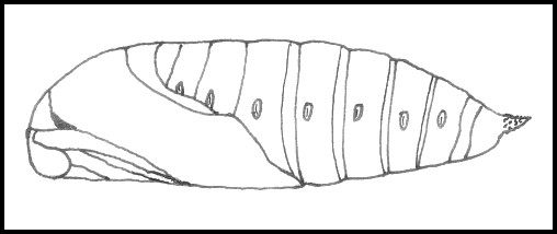 Pupa of Mimas tiliae tiliae, England. Image: © Tony Pittaway.